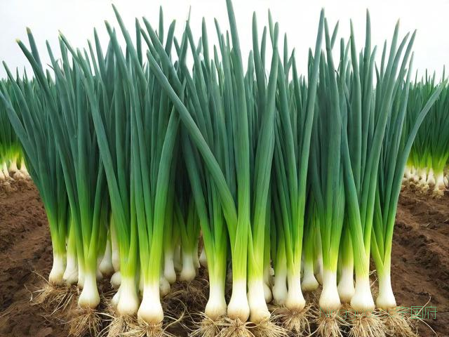 大葱种植技术全套视频,大葱种植技术视频农广天地