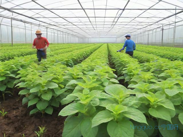 大棚半夏种植技术,种植半夏视频