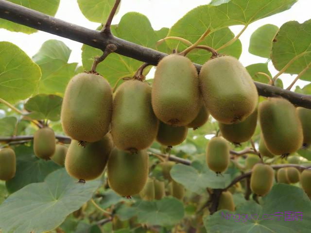 猕猴桃种植技术和视频,猕猴桃种植技术与管理视频