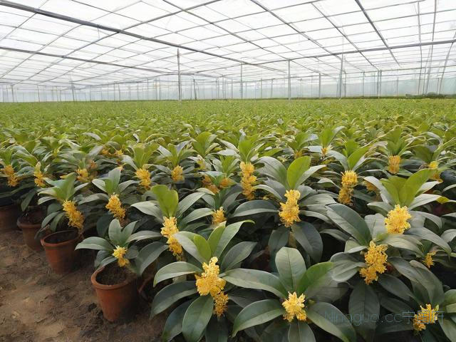 桂花树种植技术视频,桂花树种植技术育苗技术