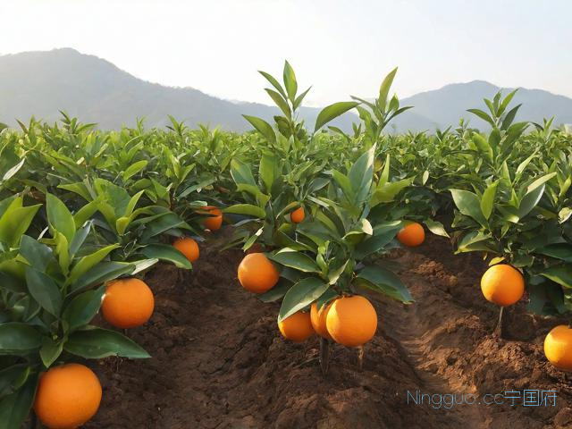 红江橙种植技术视频,红江橙果苗