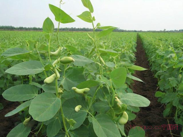 蚕豆的种植技术,蚕豆的种植技术和管理方法