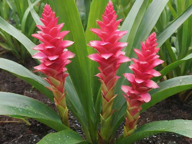 姜荷花种植技术,姜荷花的种植方法和注意事项