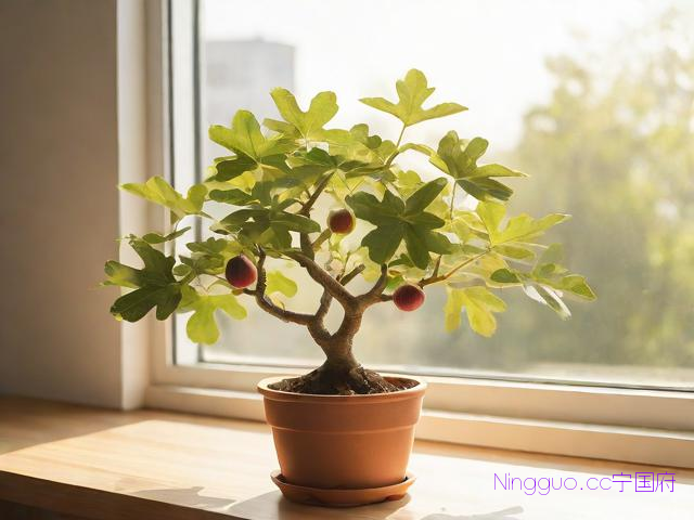 盆栽无花果种植技术,盆栽无花果种植方法