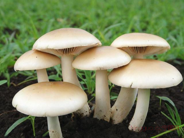 平菇的种植技术视频,平菇种植技术视频教程完整版全集