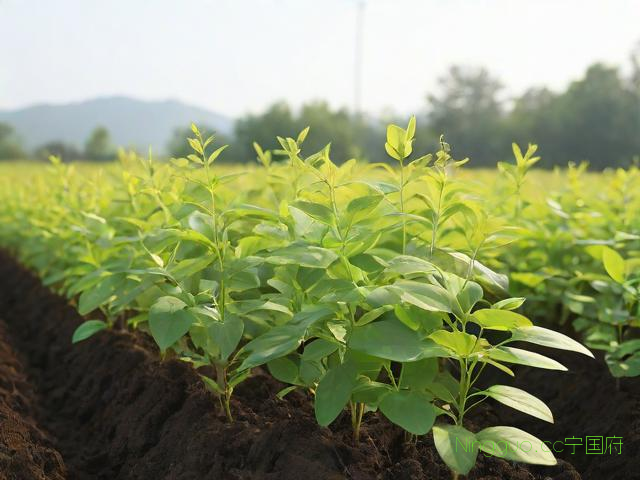 关于黄精种植技术和时间的信息