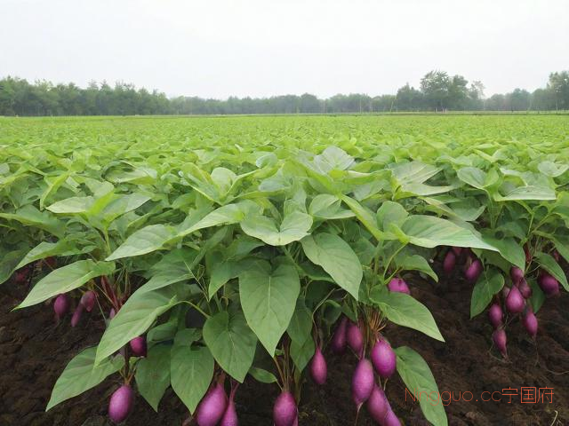 紫山药种植技术,紫山药种子种苗价格