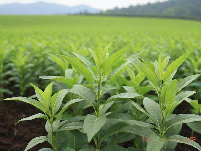 黄芪药材种植技术,黄芪药材种植技术与管理