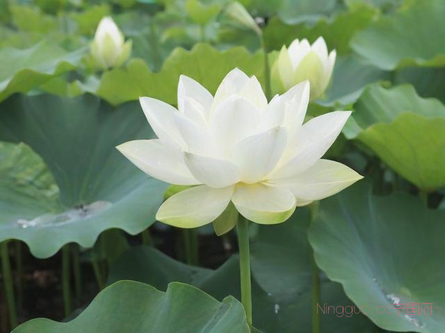 莲花白种露地种植技术,莲花白种露地种植技术要点