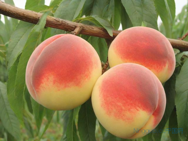 脆蜜桃种植技术,脆蜜桃多少钱一斤
