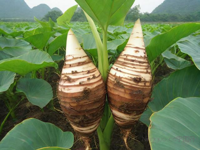 广西荔浦芋头种植技术,荔浦芋头高产栽培技术