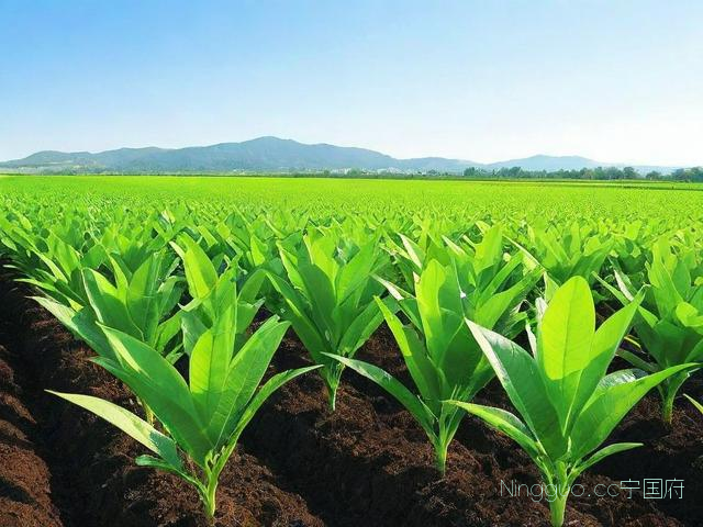 射干种植技术和管理,射干种植技术和栽培方法