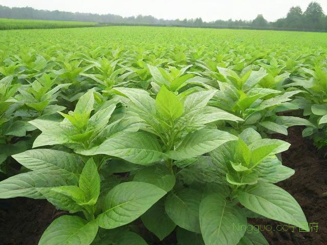 重楼种植技术书,重楼种植条件及技术要点