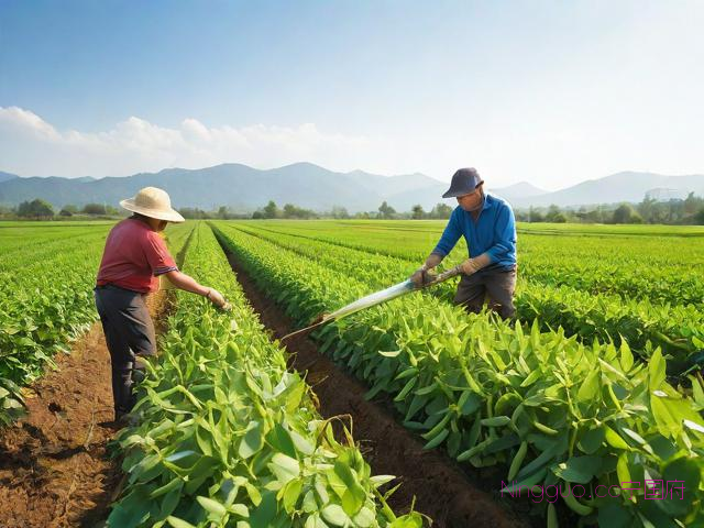 露天毛豆种植技术,露天毛豆种植技术与管理