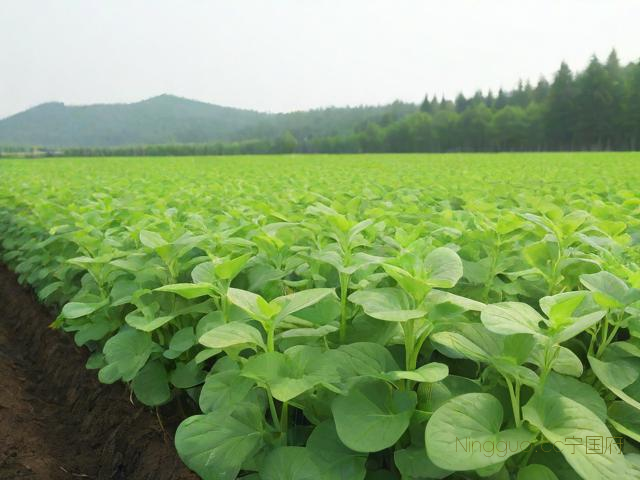 鱼腥草的种植技术,鱼腥草种植技术ppt