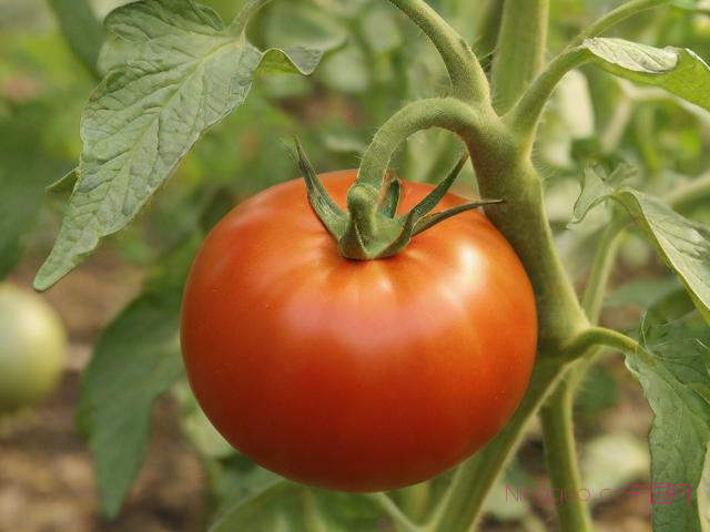 番茄种植技术,冰淇淋番茄种植技术
