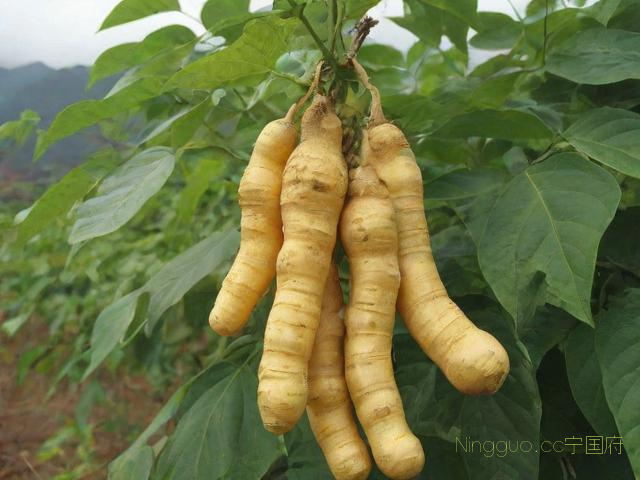 关于云南黄精种植技术大全的信息