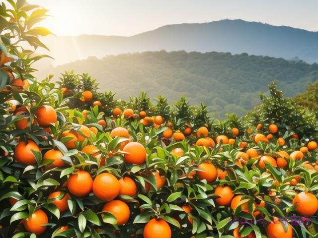 塔罗科血橙种植技术,塔罗科血橙种植条件