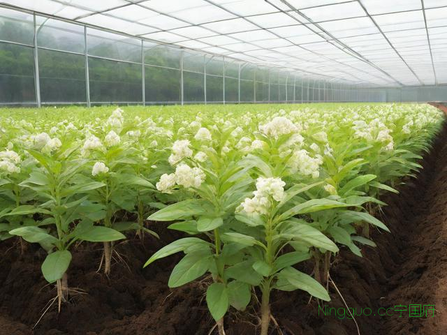 白术种植技术方案,白术种植技术与方法