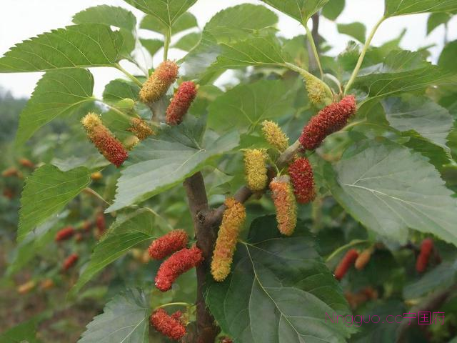 桑黄种子种植技术,桑黄种植技术视频播放