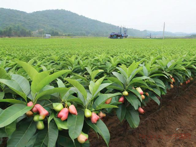 莲雾种植技术,莲雾种植技术ppt免费版