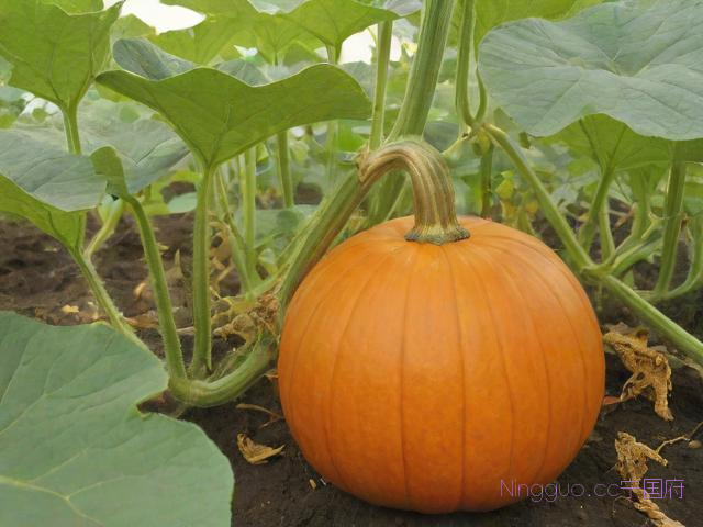 南瓜的栽培种植技术,南瓜的栽培技术视频视频教程