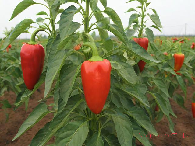 二荆条种植技术,二荆条产量高吗