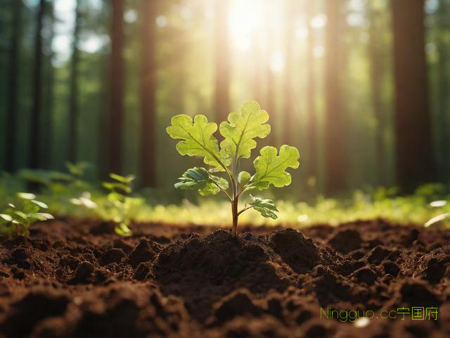 种苗种植技术,种苗种植方法
