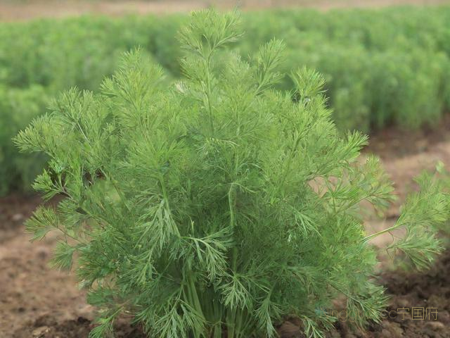 茴香的种植时间与技术,茴香种植技术及管理