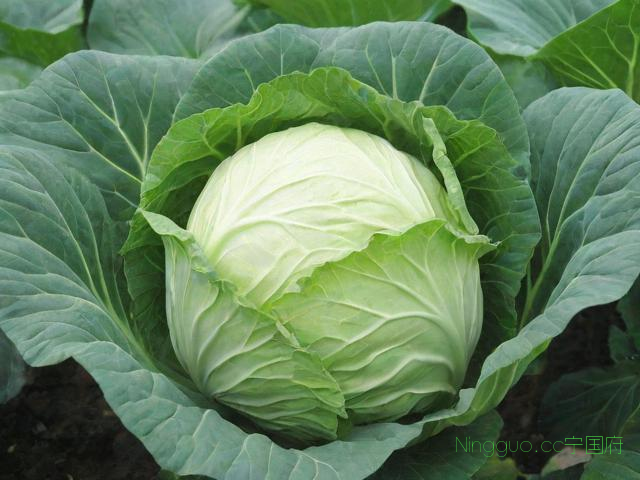 夏季白菜种植技术,夏季白菜种植技术详解