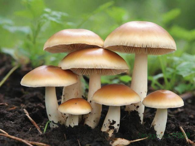 蘑菇种植技术基础,蘑菇种植技术要点