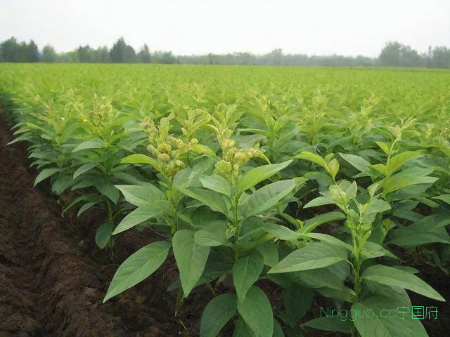 西洋参的种植技术和管理方法,西洋参的种植技术和管理方法有哪些