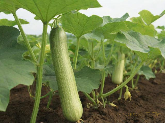 瓠瓜种植技术,瓠瓜种植技术和种植时间