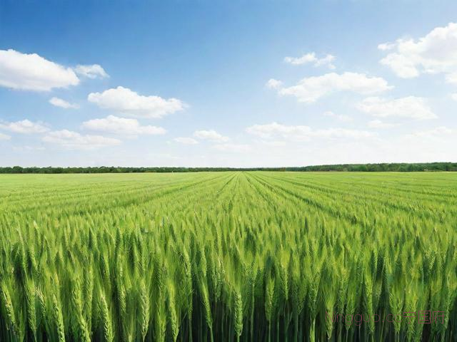 黑麦牧草的种植技术,黑麦牧草价格