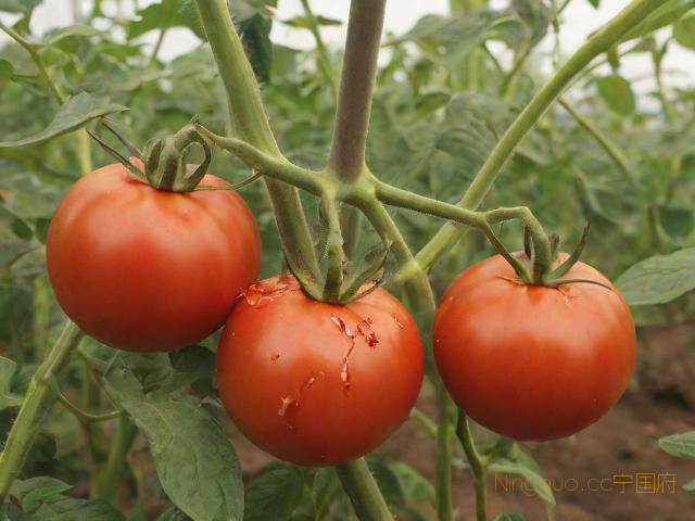 冷棚番茄种植管理技术,冷棚番茄什么时候种植