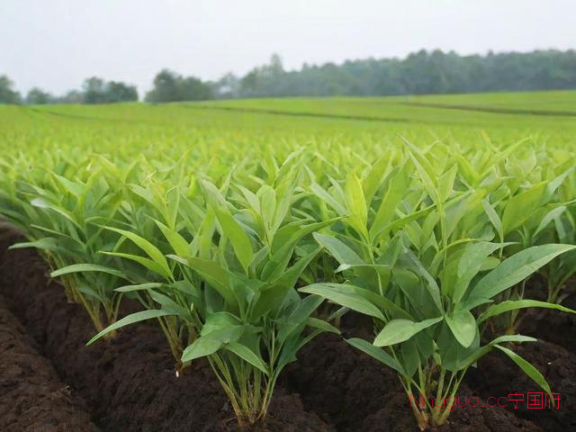 太子参种子种植新技术,太子参如何种植