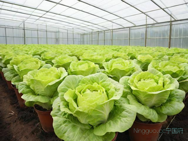 冬天大棚生菜种植技术,简易大棚冬季生菜种植技术