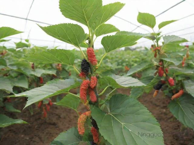 桑黄种植技术教程培训讲座视频,桑黄种植技术视频播放