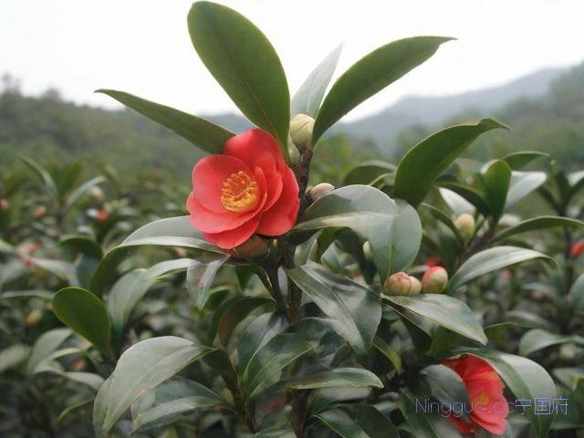 红花油茶树种植技术,红花茶油树苗价格多少