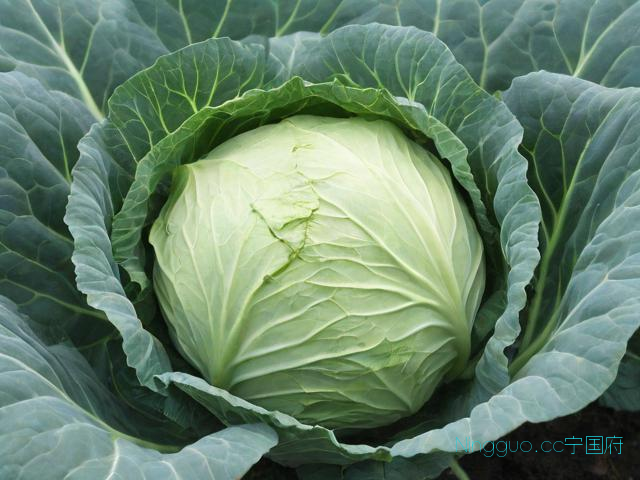 孢子甘蓝种植技术,孢子甘蓝种植技术及管理
