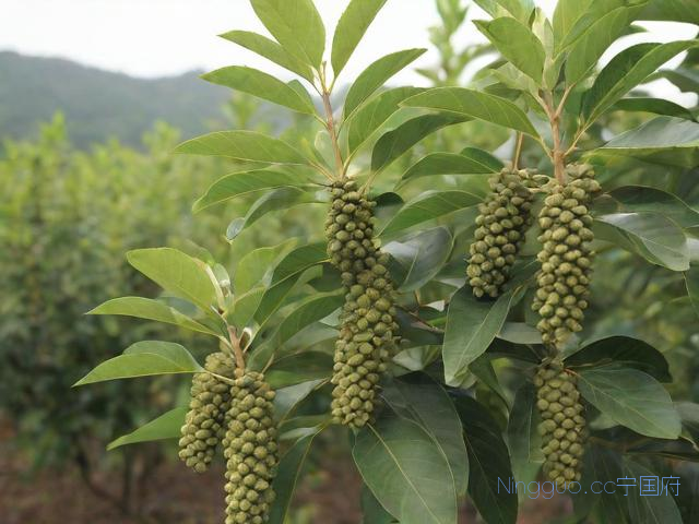 杜仲种植技术,杜仲种植技术及亩收益