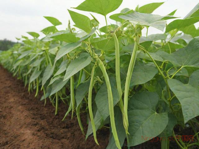 豇豆种植技术与管理法,豇豆的种植方法步骤