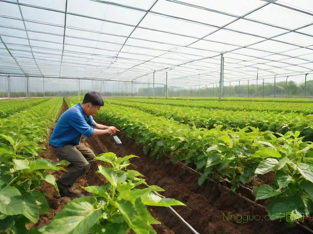 人工桑黄种植技术视频,人工种植桑黄的市场前景