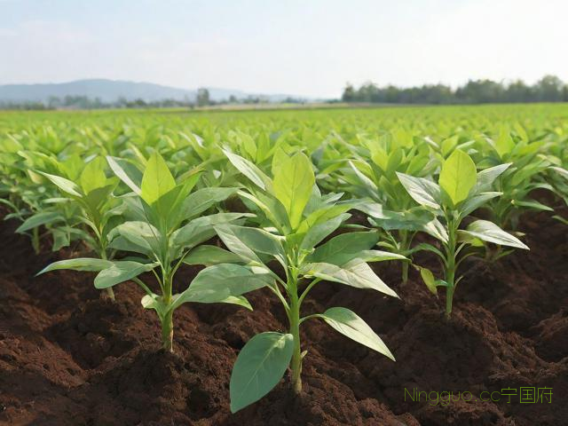 白鲜皮种植技术,白鲜皮种植技术及栽培管理