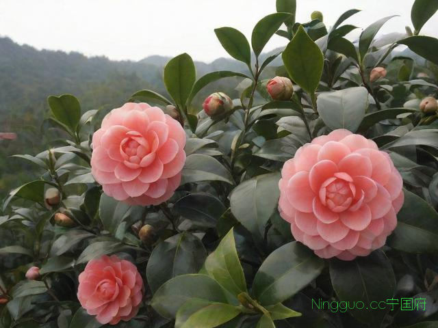 山茶油树的种植技术,山油茶树怎么种植