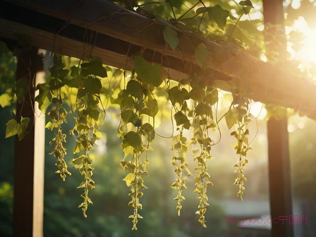 金线吊葫芦种植技术,金线吊葫芦长什么样子
