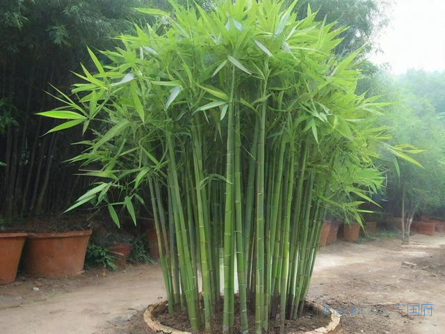 方竹种植技术,方竹怎么养