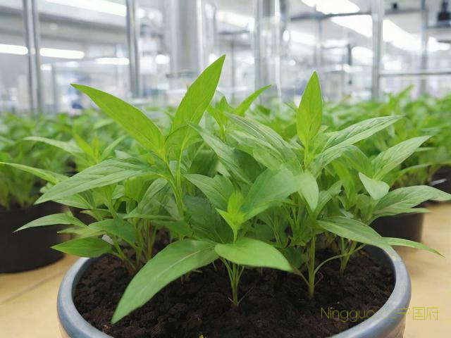 翼首草种植新技术,翼蓟的药用功效