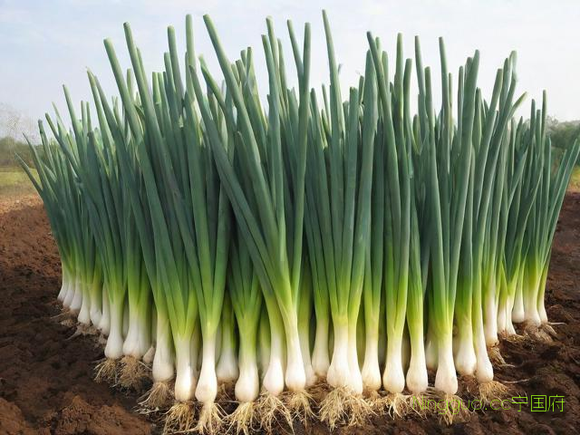 白葱的种植技术,白葱如何种植