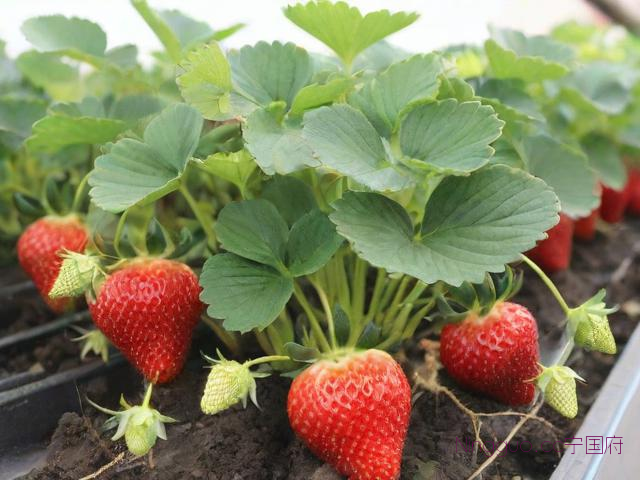 草莓种苗种植技术,草莓种苗种植技术与管理